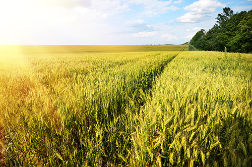 Wheat field summer sunny day under cloudy blue sky