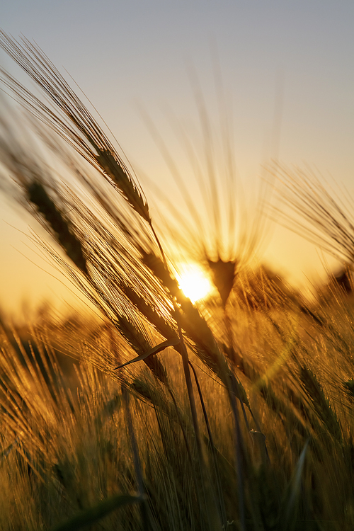 Close up ears of wheat or barley at golden sunset or sunrise