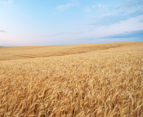 Landscape with warm colored yellow wheat crops on sunset on rural farmland. Ears of golden wheat. Rich harvest