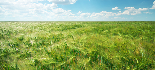 Meadow of wheat at day. Nature composition.