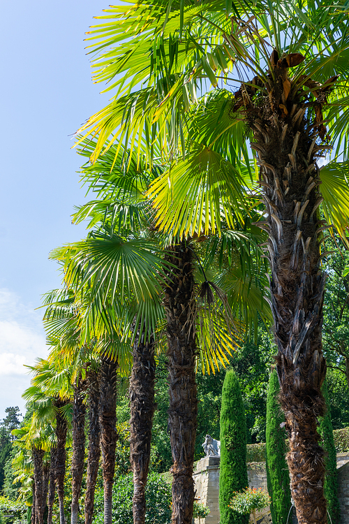 A vertical view of a row of healthy green palm trees and fronds under a blue sky