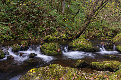 A small creek running through thick and dense forest with moss covered rocks