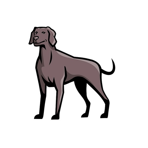 Sports mascot icon illustration of a Weimaraner Vorstehhund, a German gundog also known as Silver Ghost, standing viewed from front on isolated background in retro style.