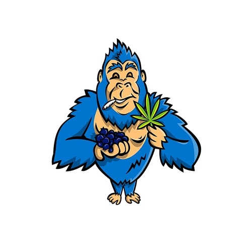 Mascot icon illustration of a blue gorilla holding a bunch of blueberry on one hand and cannabis leaf on other while smoking a joint standing from front on isolated background in cartoon style.