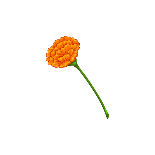 Orange marigold flower on green stem isolated. Vector blooming bud on Day of Dead