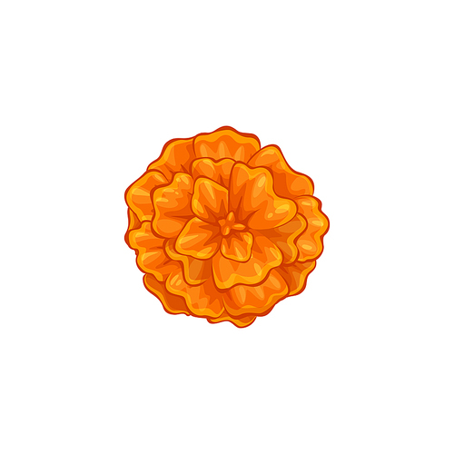 Orange marigold flower on green stem isolated. Vector blooming bud on Day of Dead