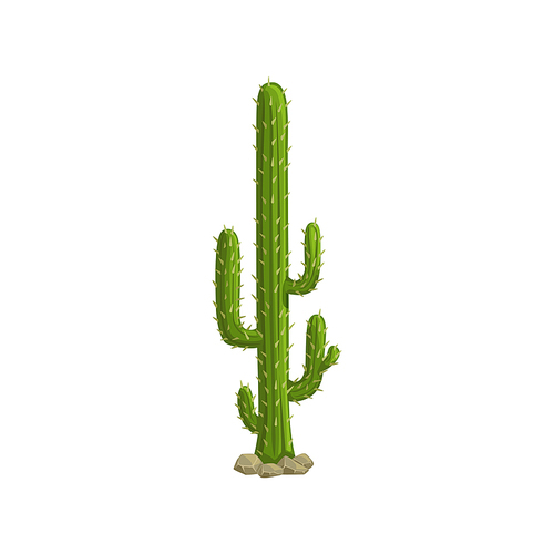 Mexican cactus isolated tropical succulent. Vector western tropical cacti plant with thorns