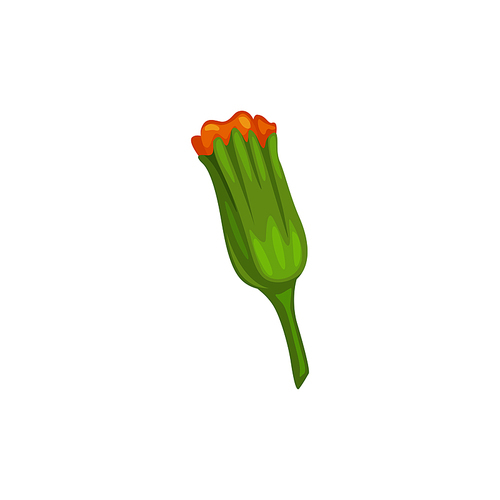 Calendula or marigold flower bud isolated flavoring plant. Vector orange blooming medical herb
