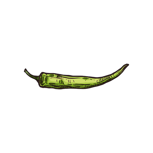 Jalapeno hot green chili pepper isolated vegetable. Vector chilli pepper, mexican paprika