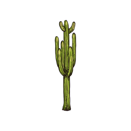Mexican cactus isolated tropical succulent. Vector exotic plant, Cinco de mayo holiday symbol