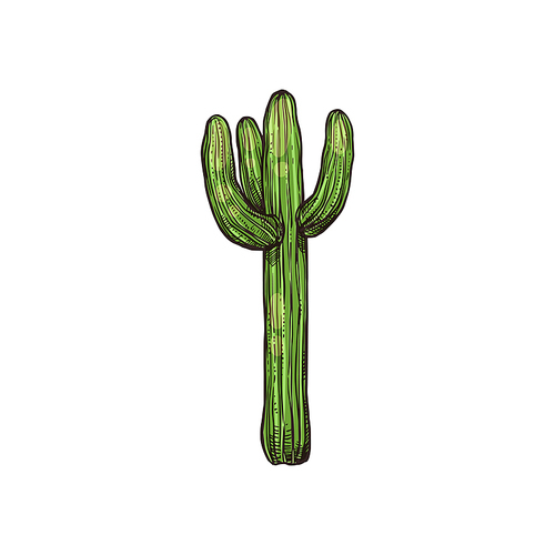 Cactus tropical succulent isolated Mexican plant. Vector exotic botanical flower with spikes and thorns