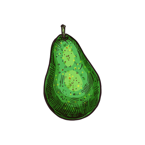Avocado or alligator pear isolated mexican fruit sketch. Vector guacamole food ingredient