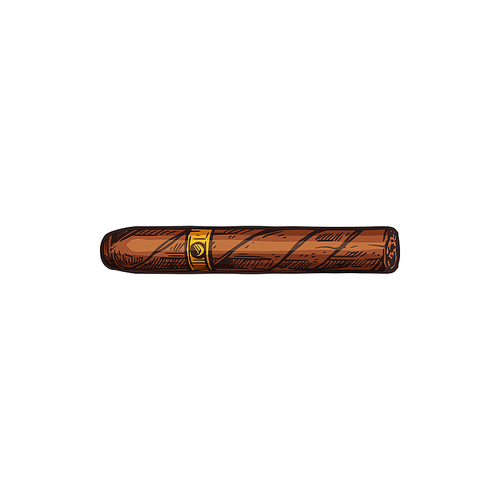 Cigar isolated Cuban or Mexican cigarette. Vector tobacco product, nicotine smoking