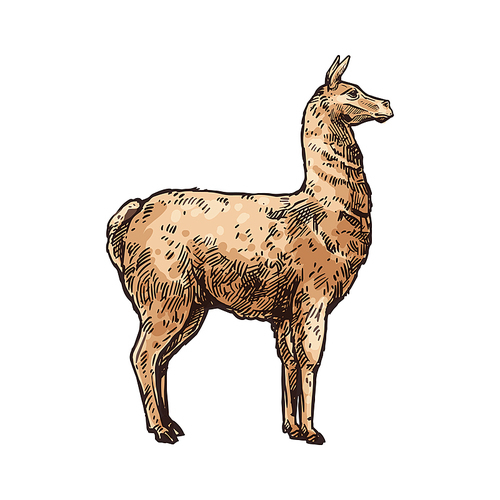 Alpaca or lama isolated animal sketch. Vector LLama, South American hoofed mammal