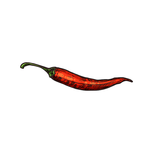 Cayenne red long pepper isolated spicy vegetable. Vector hot chili, mexican food ingredient