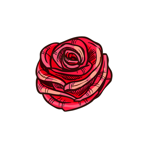 Rose flower isolated red sketch. Vector blooming bud, floral decor