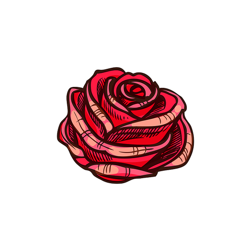Red rose flower isolated vector sketch blossom. Rose flower isolated red sketch. Vector blooming bud, floral decor