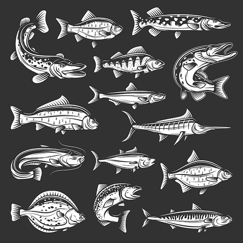 Vector salmon, carp and tuna, marlin, mackerel and perch, pike, swordfish and flounder, crucian and sheatfish, bream and sprat monochrome animals. Sea, ocean and river fish