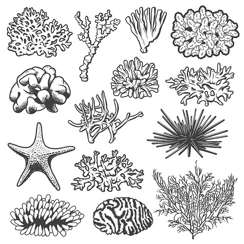 Underwater coral, starfish and sea urchin vector marine animals. Isolated tropical ocean coral reef polyps, sea star and spiny echinus objects, underwater wildlife or aquarium decoration