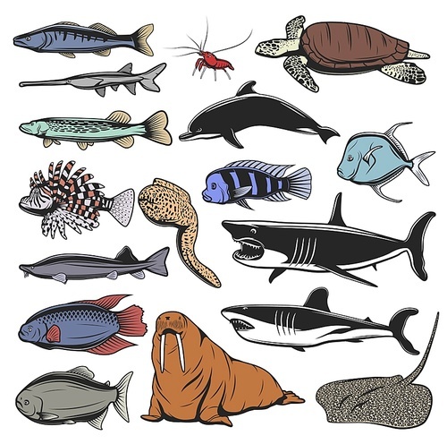 Sea animal, fish and turtle isolated cartoon characters. Vector sea turtle, ocean sharks and dolphin, shrimp or prawn, stingray, pike and salmon, walrus, moray eel, lionfish, sterlet and selene vomer