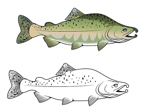 Hunchback salmon fish in color and monochrome versions