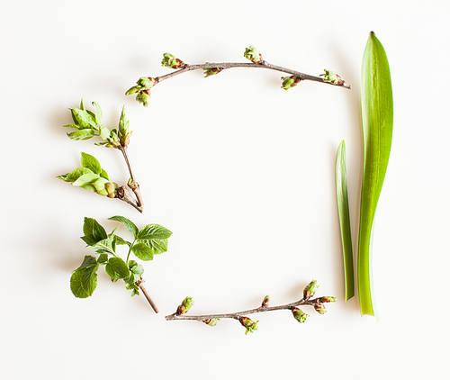 Spring greenery plants over white background. Flat lay forest and nature concept