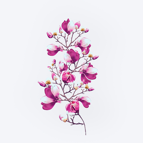 Lovely magnolia branches with purple bloom an white background. Springtime blossom