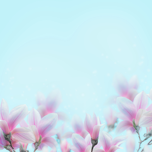 Lovely magnolia flowers blossom  background at blue. Springtime nature concept