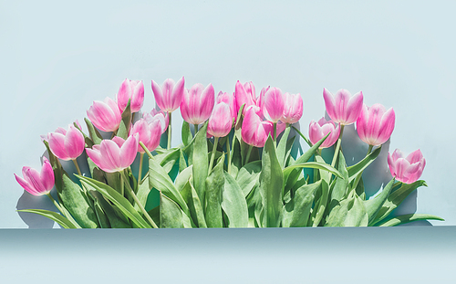 Lovely light pink tulips border. Springtime flowers arrangement . Greeting card. Copy space