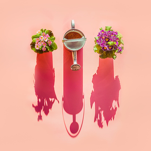Watering can and flowers pots in sunlight on pink background. Top view. Gardening concept. Creative layout