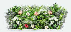Various herbs and flowers border on white  background. Nature and gardening