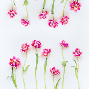 Lovely pink tulips frame composition on white background. Top view. Flat lay. Pretty layout. Abstract springtime. Mothers day or beauty