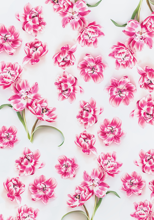 Pink tulips bloom flowers pattern on white background. Top view. Flat lay. Layout. Springtime concept. Mothers day. Beauty