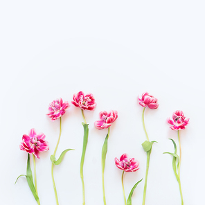 Delicate pink tulips with stems and leaves on white background. Floral border. Springtime concept. Mother day greeting card. Beauty