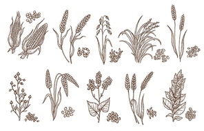 Cereal grain and plant isolated sketches of agriculture harvest and food vector design. Seeds of wheat, oat, barley and corn, rice, buckwheat, rye, quinoa and sorghum with ears, maize kernels and husk