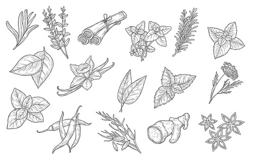 Cooking spices and herb seasonings, vector sketch icons. Herbal condiments and culinary flavorings, cinnamon, vanilla and chili pepper, anise and mint, basil, oregano and bay leaf, dill and parsley