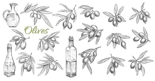 Olives and oil bottles isolated vector sketch icons. Branches, leaves and olive fruits engraved symbols. Kitchen oil jug, mediterranean cuisine seasonings design elements, hand drawn vector sketch