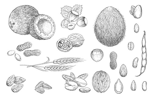 Nuts, beans and cereal seeds vector sketches. Coconut, hazelnut and peanut, walnut in shell, pistachio and almond, pumpkin and sunflower seeds, coffee, bean pod and wheat ear isolated sketch object
