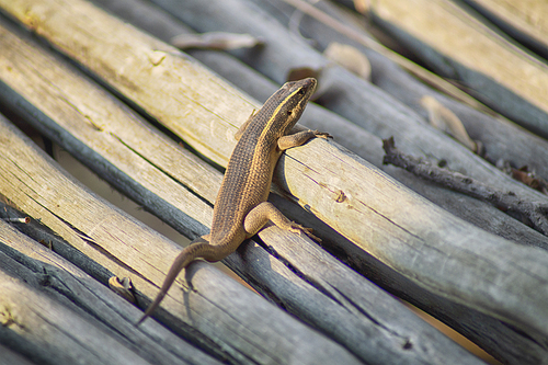 Small lizard climbing a pile of branches uder the hot sun in South Africa