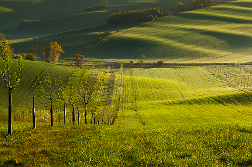 Sunset lines and waves with trees in the spring, South Moravia, Czech Republic