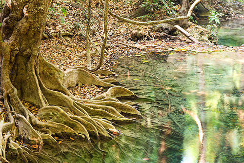 Tropical tree roots in green water of flowing stream in Erawan National park, Thailand