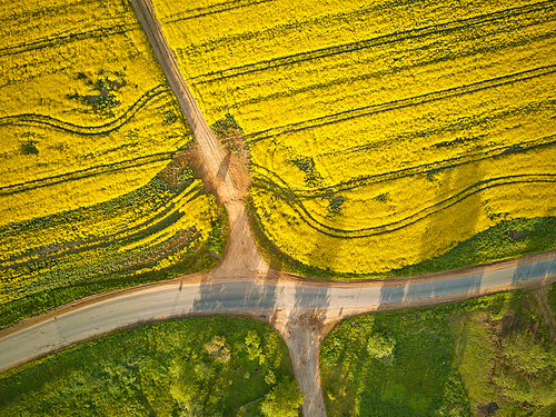 Dirt road in rapeseed flowering field, spring rural sunny scene. Yellow flowering canola or colza fields, ground country road. Oilseed blooming. Belarus agriculture. Aerial top view