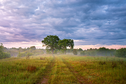 Summer misty sunrise on meadow. Country road green fields. Two large oak trees in morningfog. Overcast rainy clouds. Belarus, Berezina river