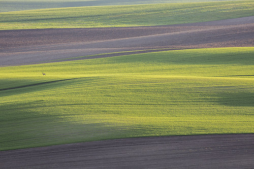 Lone roe in wavy moravian field, South Moravia, Czech Republic