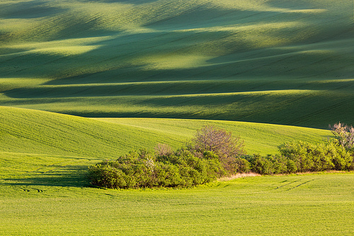Sunset lines and waves with trees in the spring, South Moravia, Czech Republic