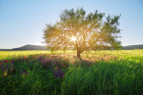The sun shining through a tree on a meadow. Nature landscape.