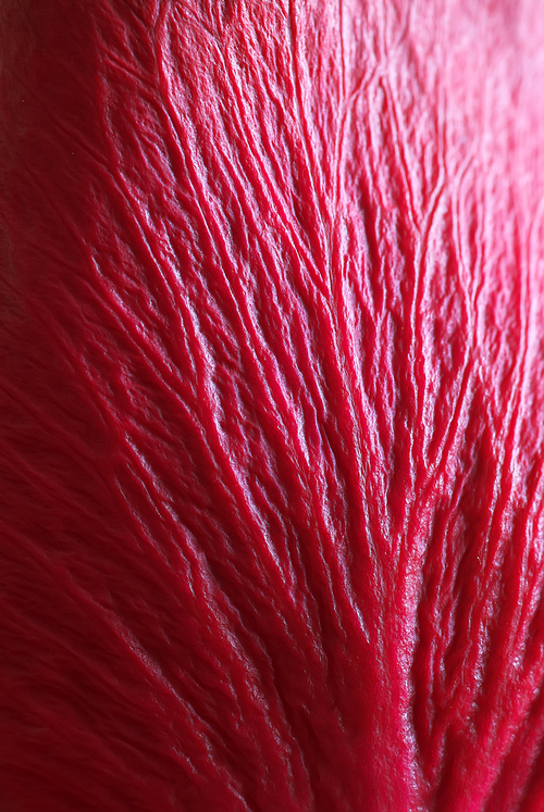 Texture of red leaf. Macro vien petal.