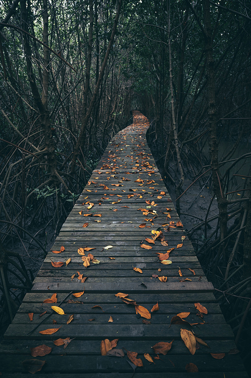 Wooden walk way in mangrove forest, Feel the nature, fresh and relax