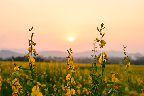 landscape nature view with yellow flower