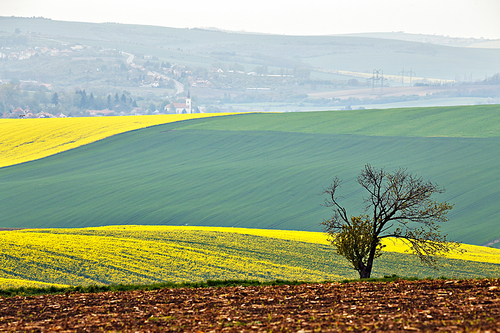 Lone tree in hills. Green and Yellow spring fields of Moravia.